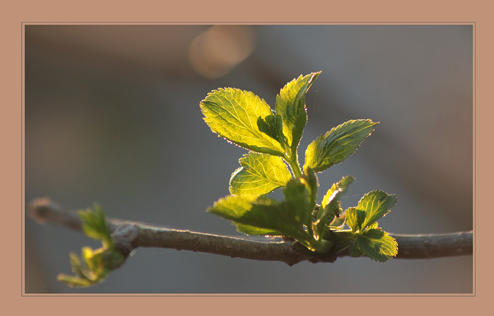 Sonnenfänger (75)