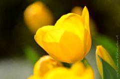 Sonnenfänger