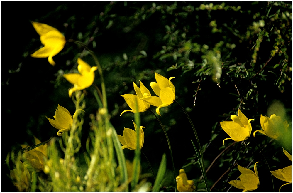 Sonnenfänger