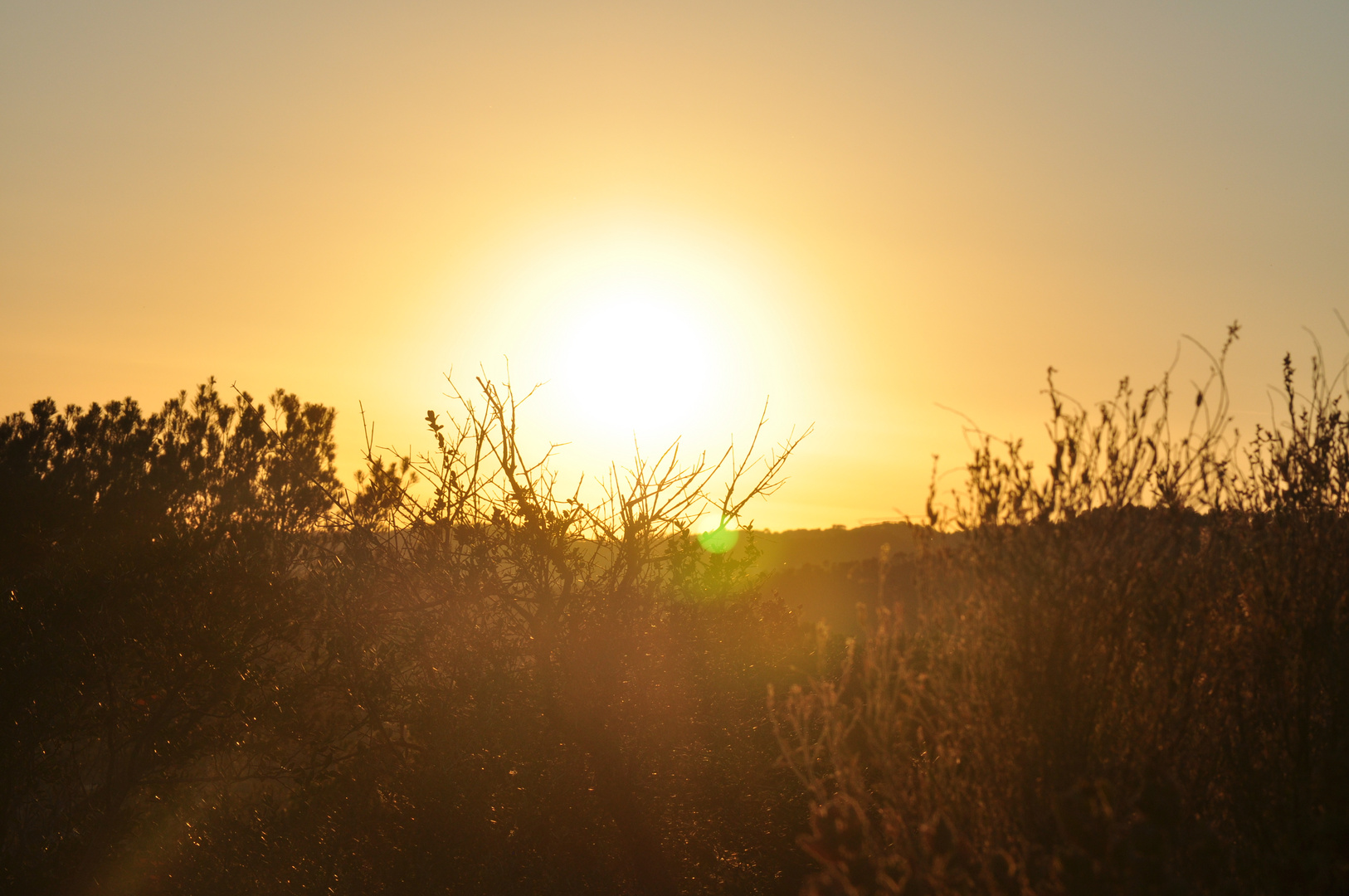 " Sonnenfänger "