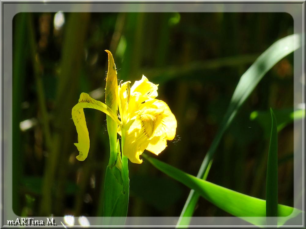 Sonnenfänger  (mit Gedicht)