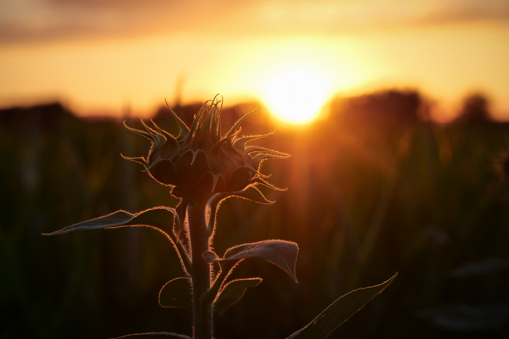 Sonnenfängerin