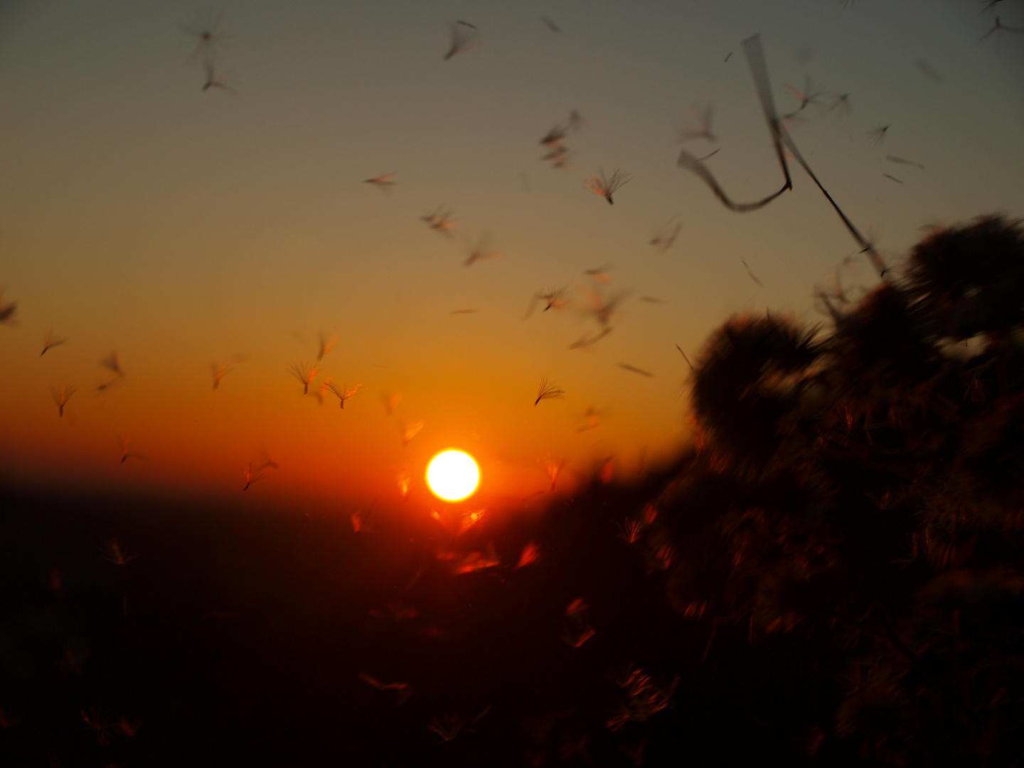 Sonnenfallschirme