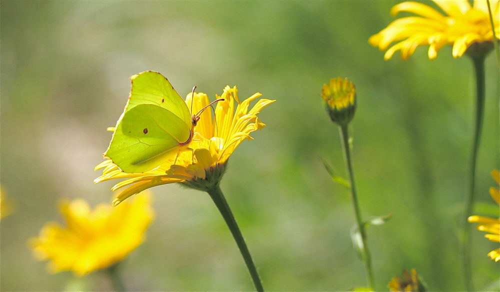 Sonnenfarben