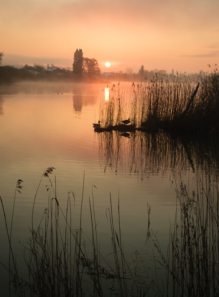 Sonnenfaufgang mit Enten