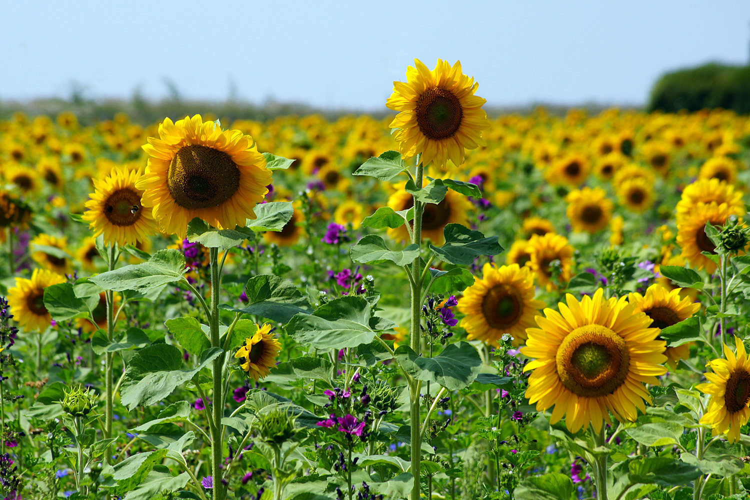 Sonnenfeld Foto & Bild felder, natur, landschaft Bilder auf