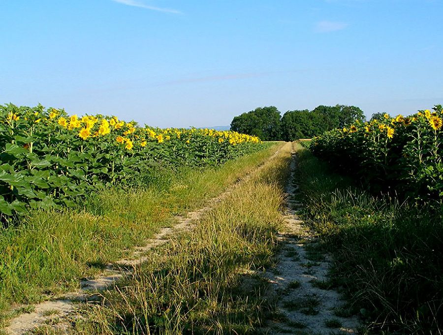 Sonnenfelder