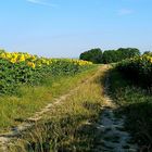 Sonnenfelder