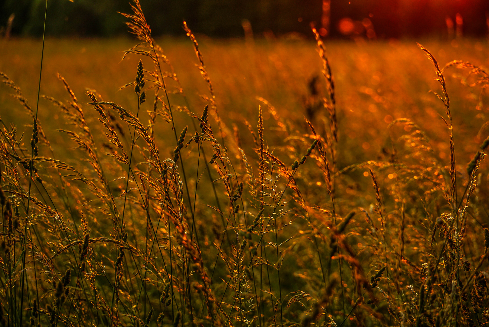 Sonnenfeldlichtstimmung...............