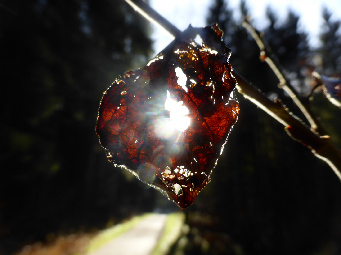 Sonnenfensterchen im Buchenblatt