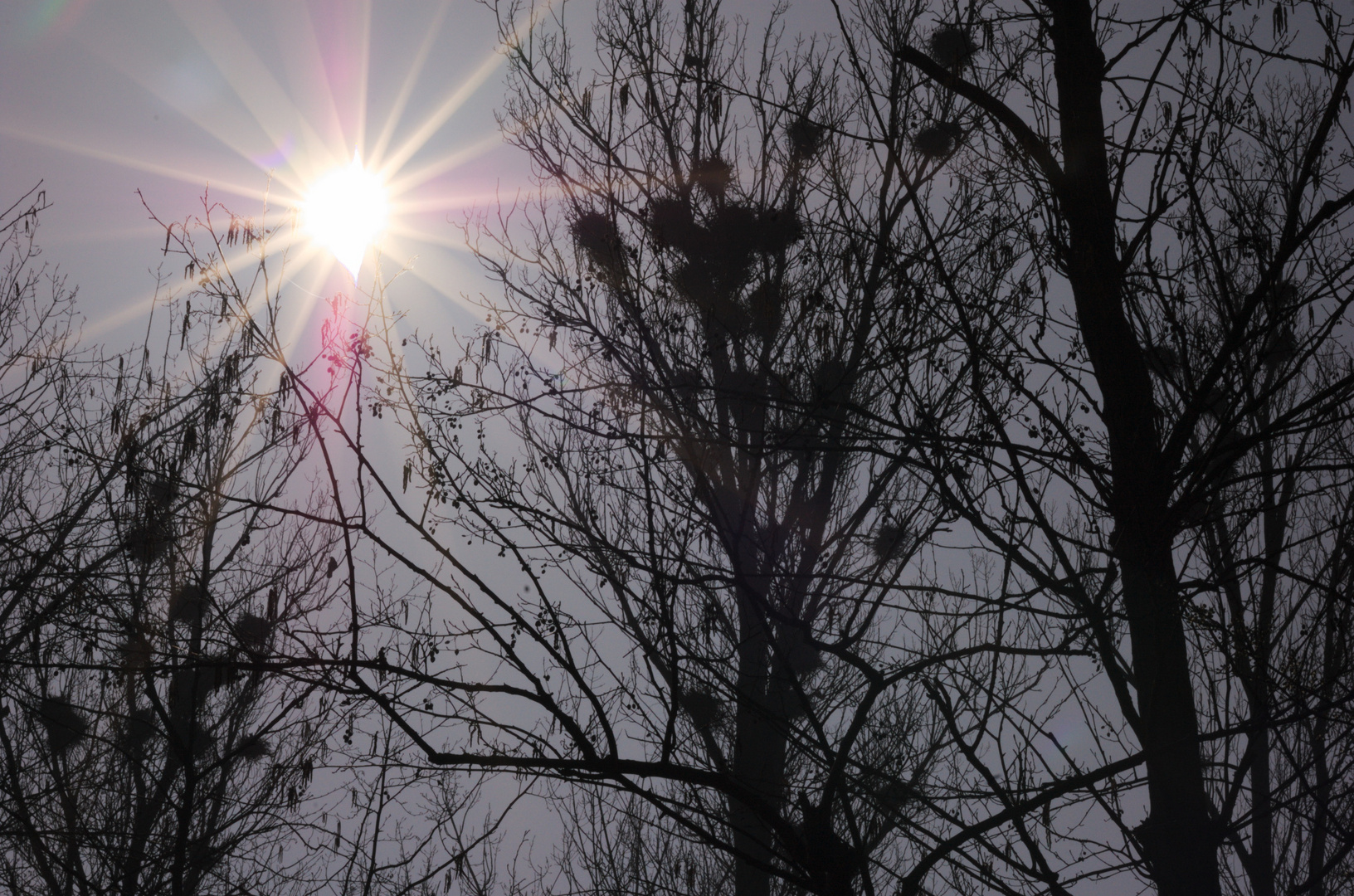 Sonnenfinsternis 2015 Lahr im Schwarzwald ohne Filter