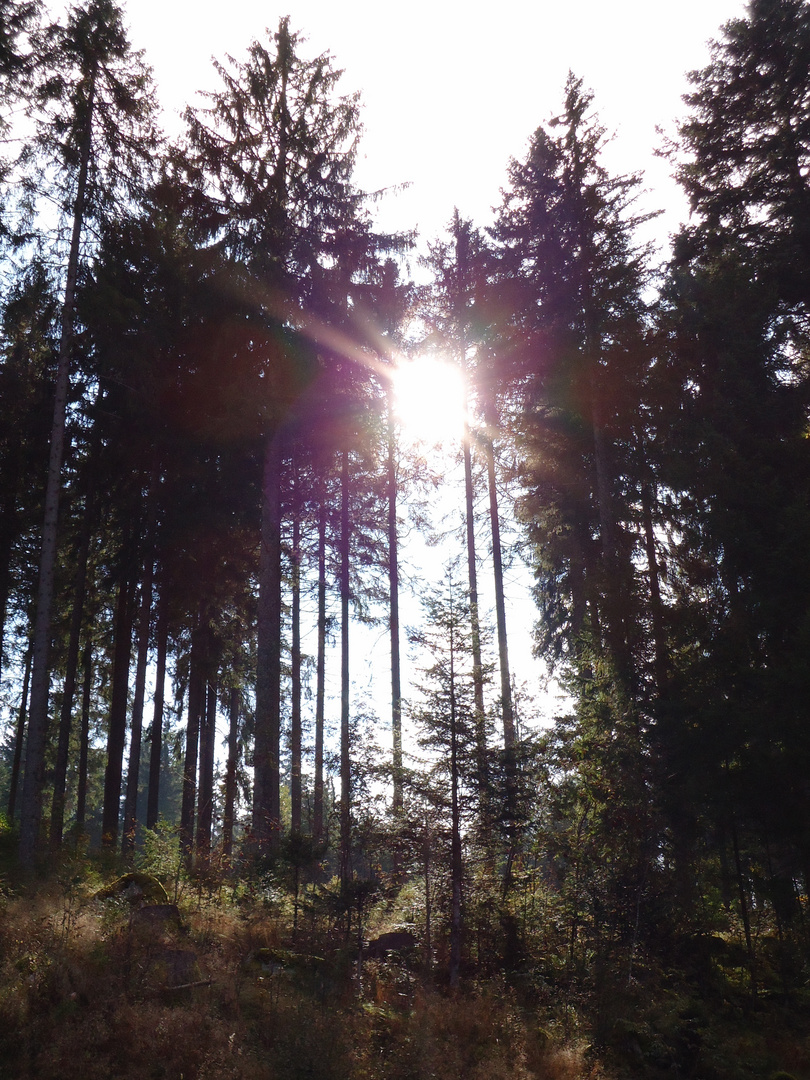 Sonnenflash im Wald