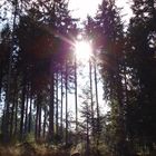 Sonnenflash im Wald