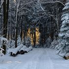 Sonnenfleck im Winterwald