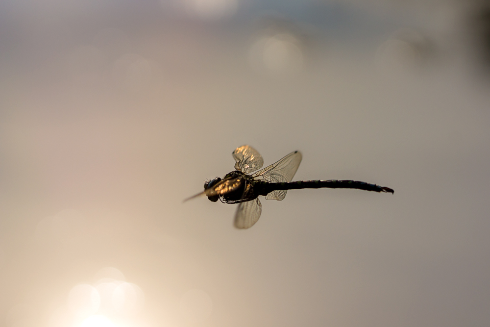 Sonnenflieger