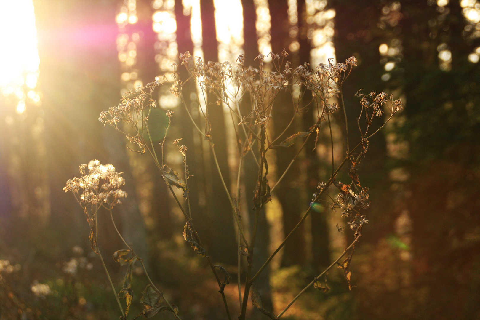 Sonnenflimmern