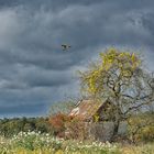 Sonnenflug des Falken