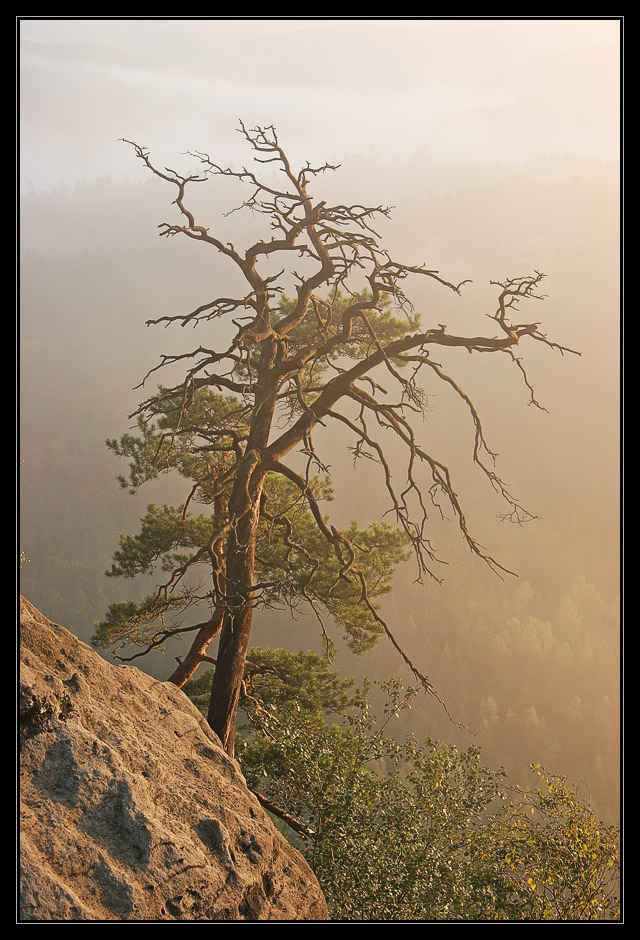 Sonnenflut im Nebelmeer