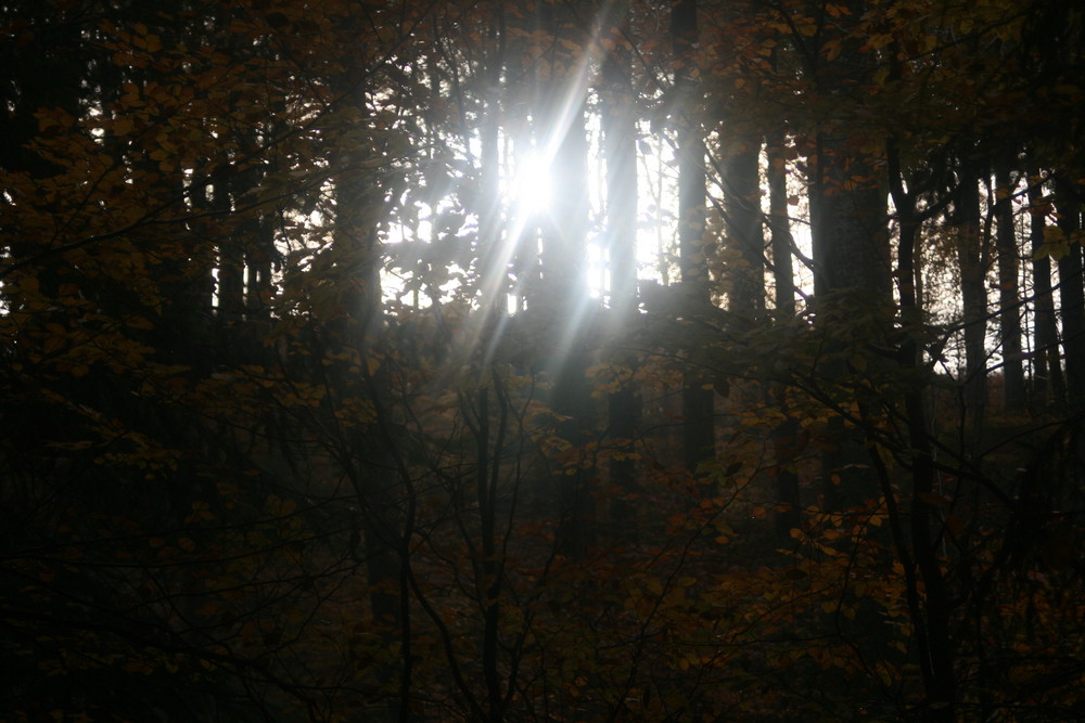 Sonnenflut im Wald 01