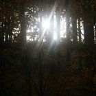 Sonnenflut im Wald 01