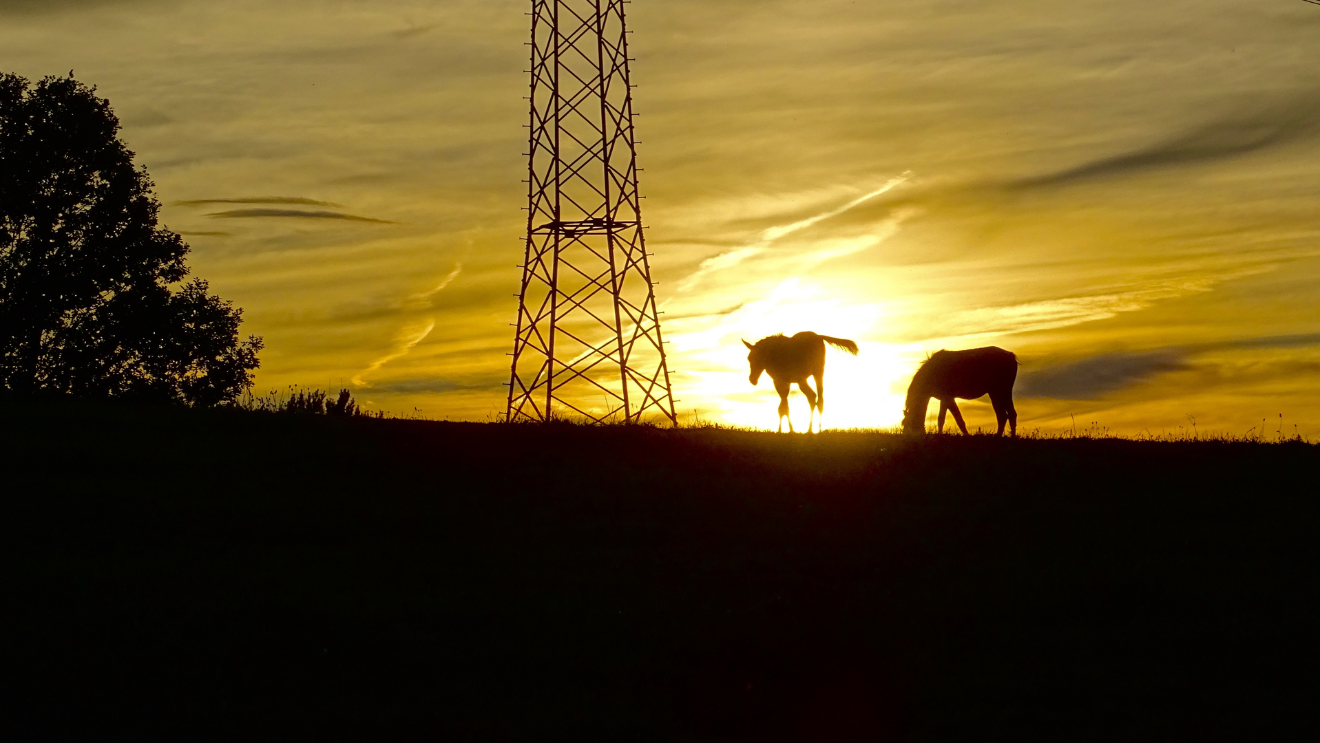 Sonnenfohlen