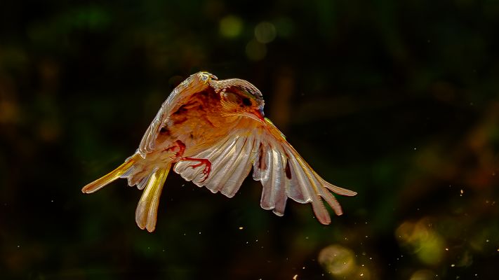 Sonnenfreude, Sperling