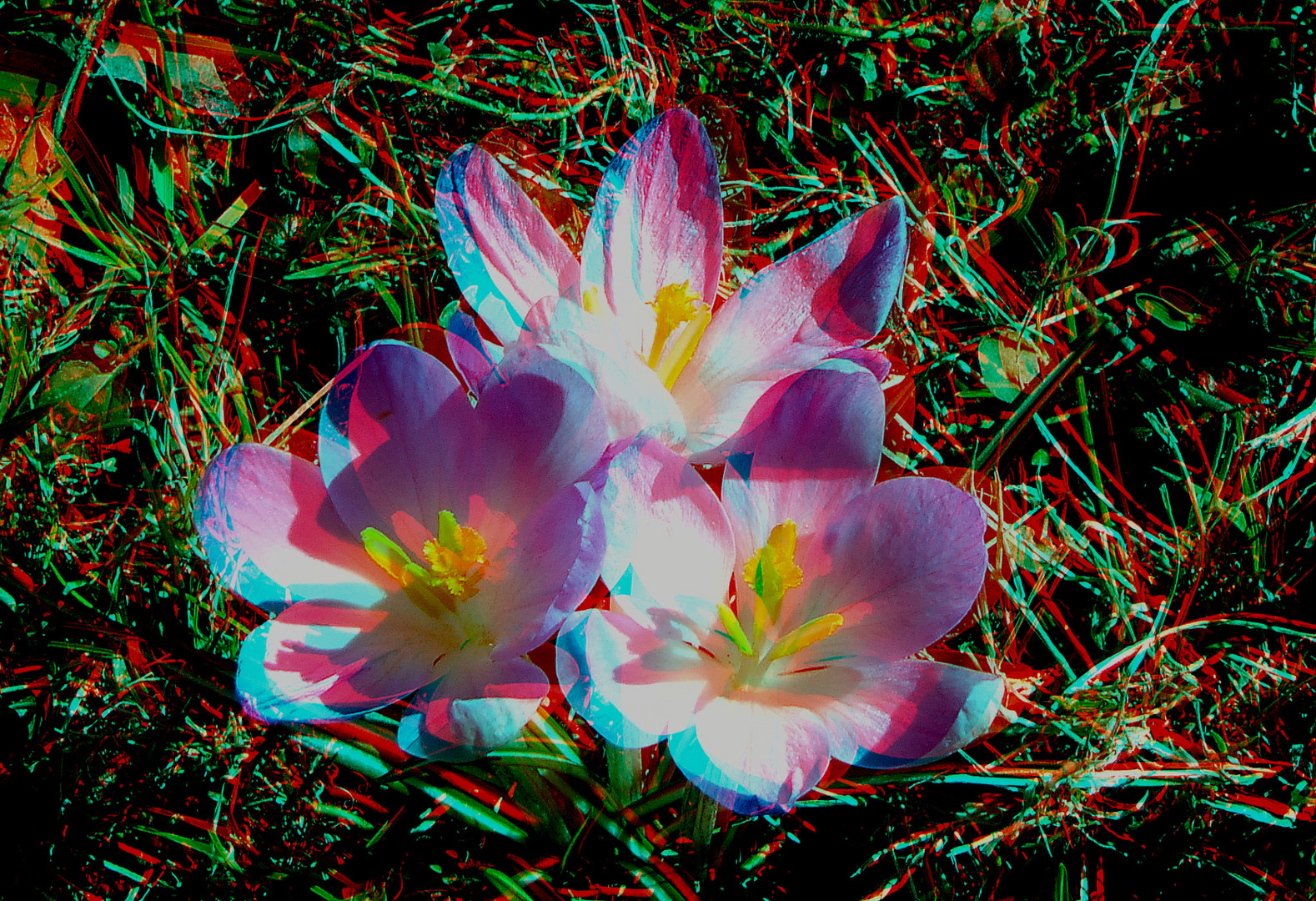Sonnenfreunde Sonnenfreunde Foto & Bild | spezial, stereo, 3d Bilder auf fotocommunity