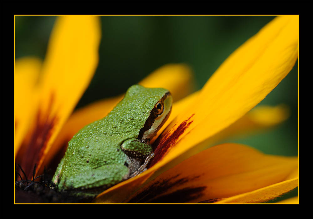 Sonnenfrosch