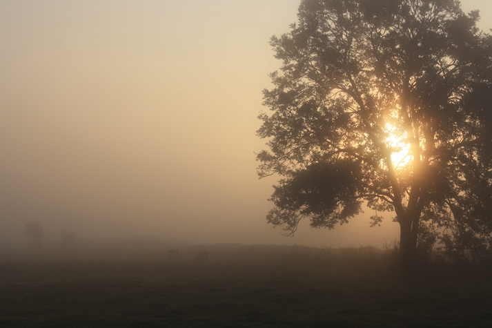 sonnengebäumt