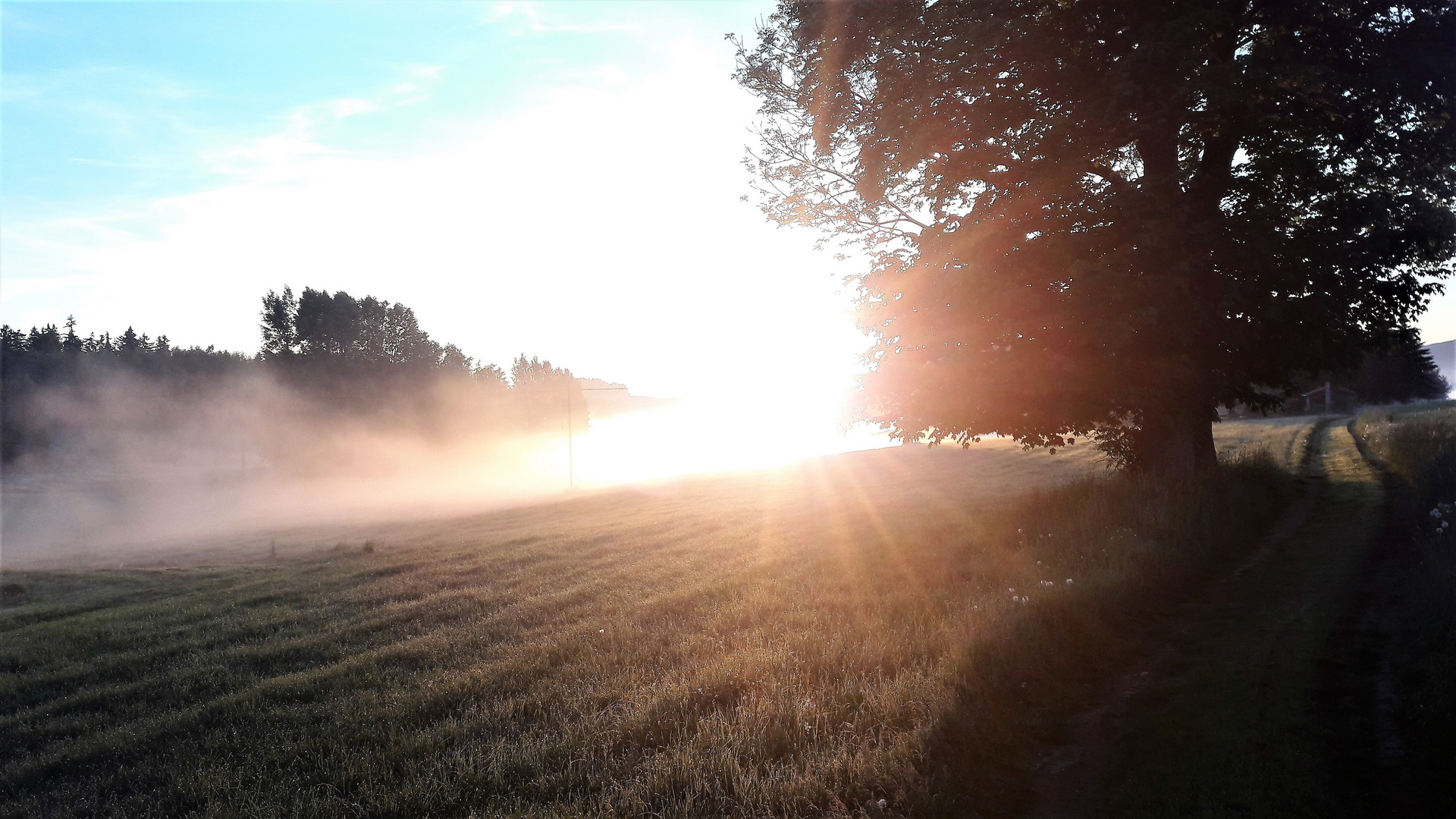 Sonnengeblendet im Nebel und Tau  stehend