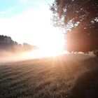 Sonnengeblendet im Nebel und Tau  stehend