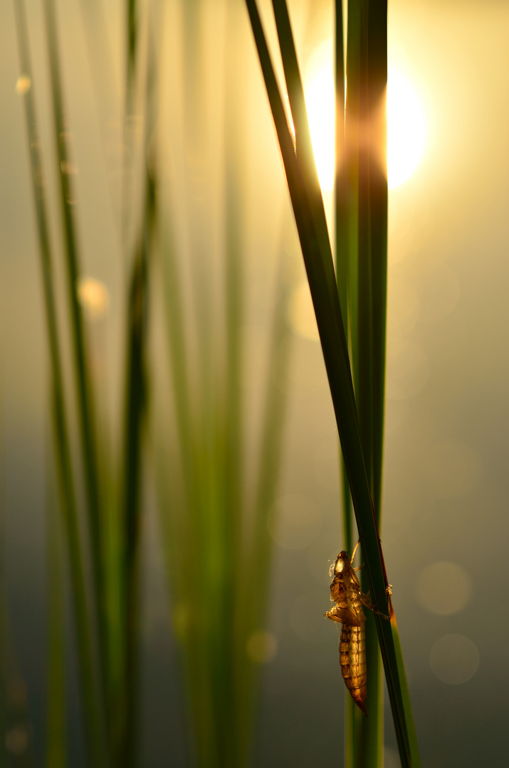 Sonnengebräunte Haut