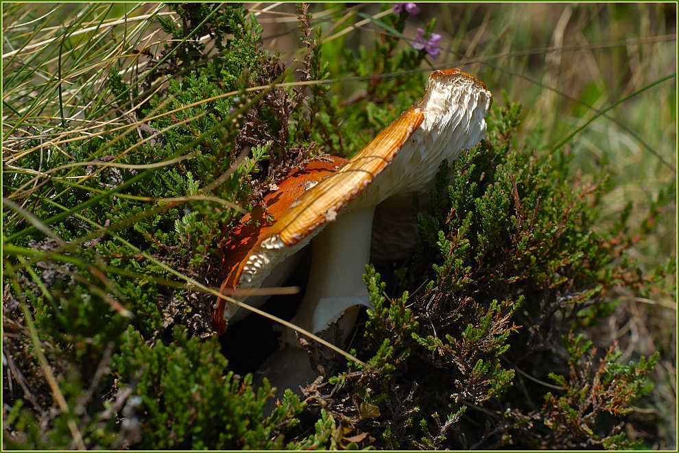 Sonnengebräunter Fliegenpilz mit Schrägdach!