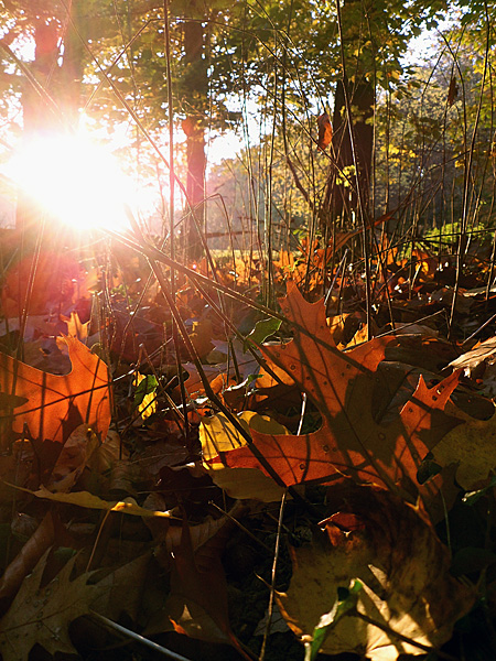 Sonnengeflutet