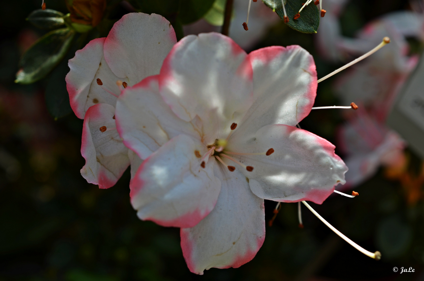 Sonnengeküsste Blüte