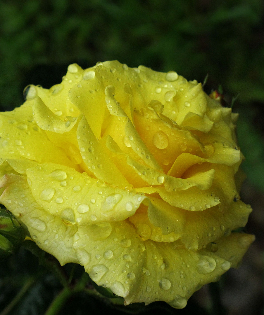 Sonnengelb, die Wassertropfenrose.....