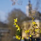 Sonnengelb - Forsythien 