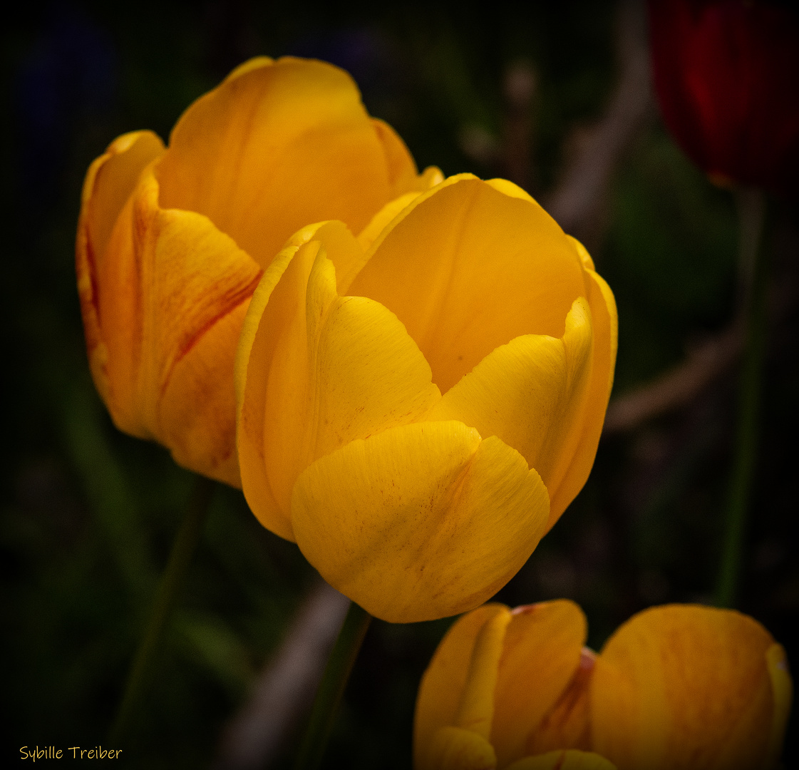 Sonnengelbe Tulpen