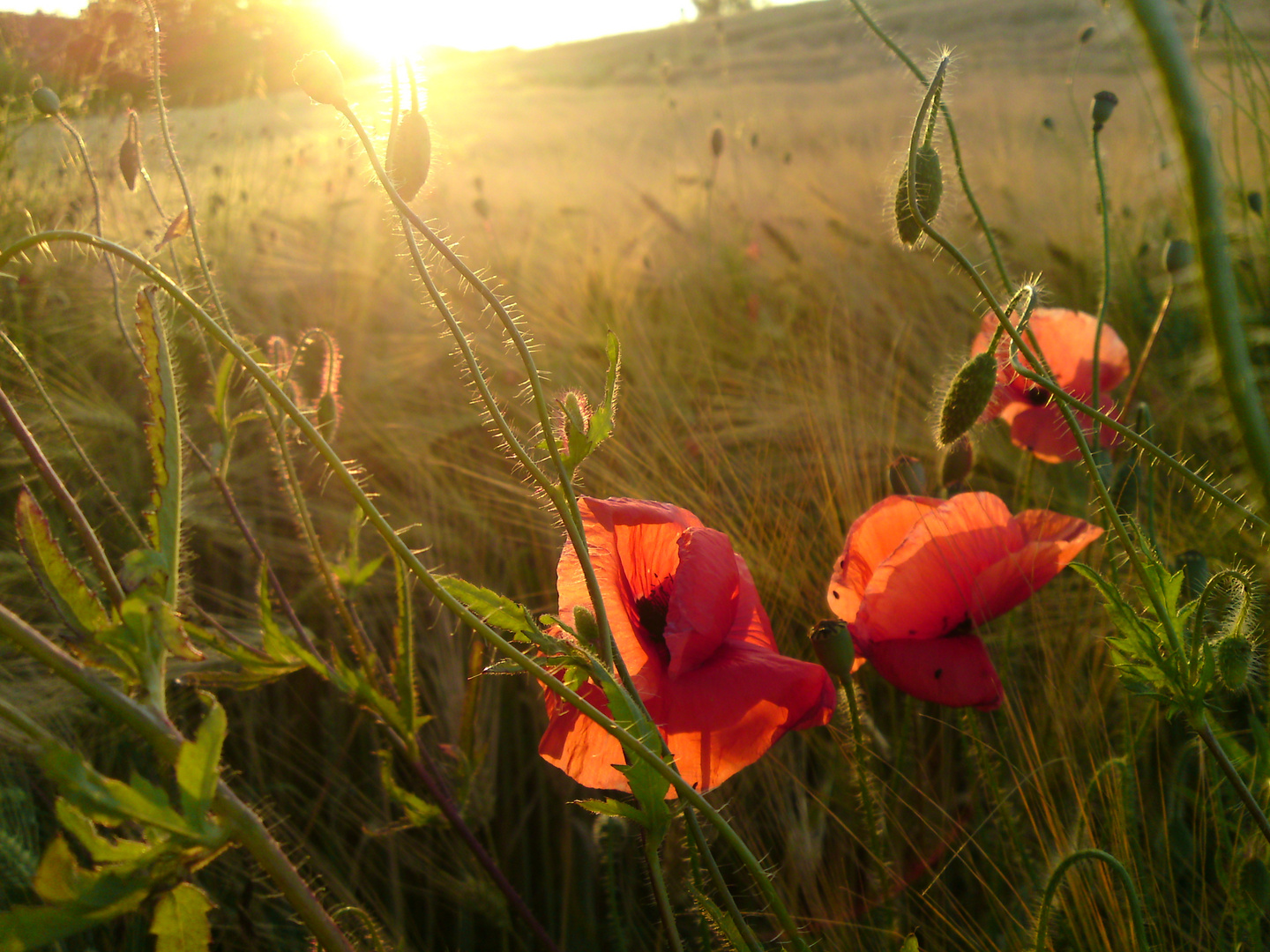 sonnengelber mohn