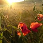 sonnengelber mohn