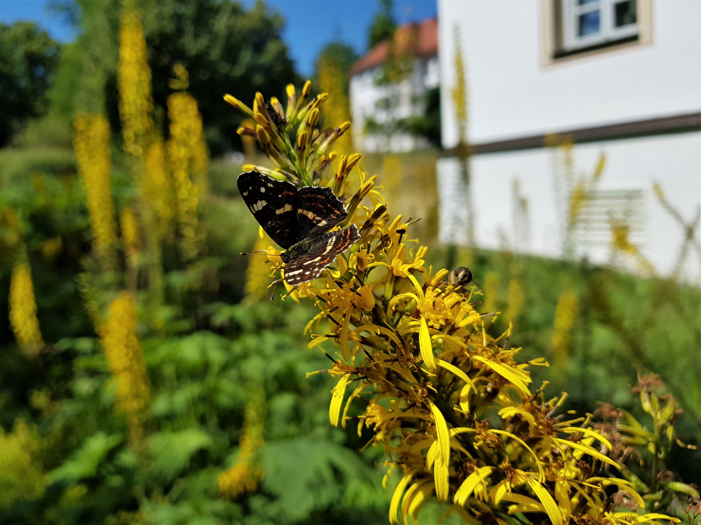 Sonnengelber Platz