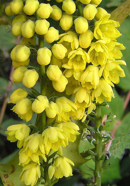 Sonnengelber Winterblüher