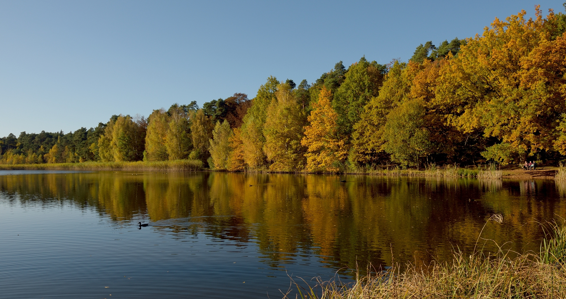 Sonnengenießer am Vogelwoog. Vor 8 Tagen sah es noch so aus.