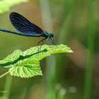 Sonnengenießer - Blauflügel-Prachtlibelle