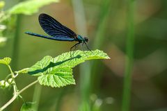 Sonnengenießer - Blauflügel-Prachtlibelle