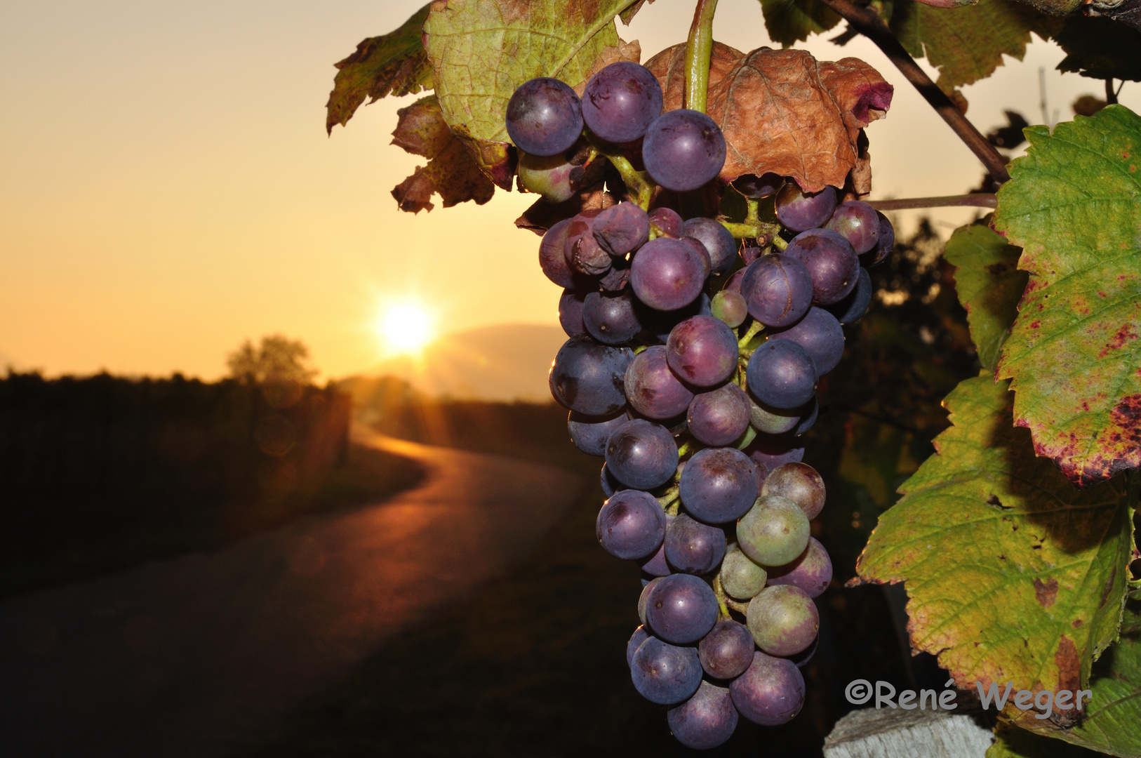 Sonnengereifte Beeren