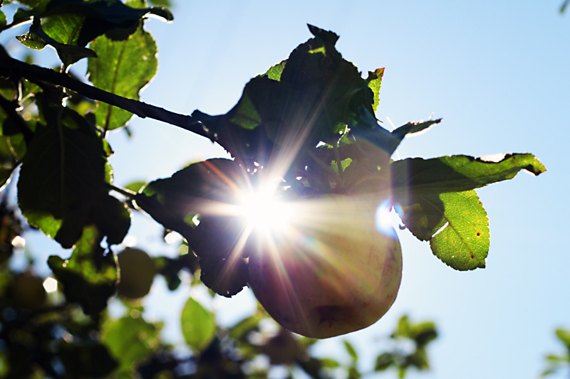 Sonnengereifte Qualität