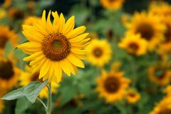 Sonnengesicht