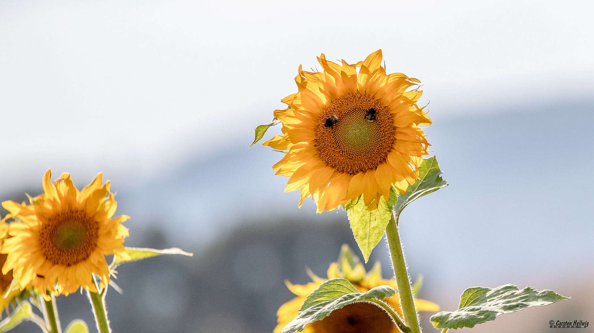 Sonnengesicht