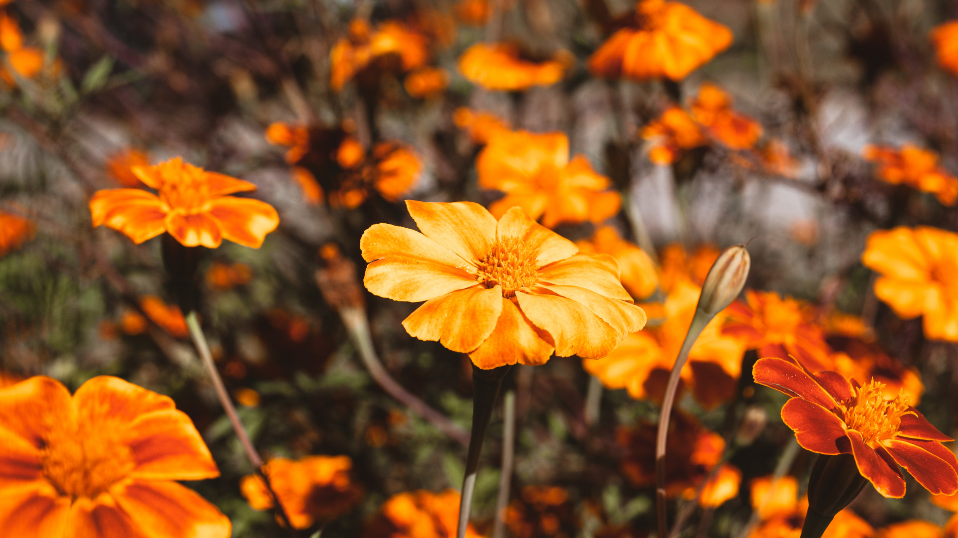 sonnengetränkte blume